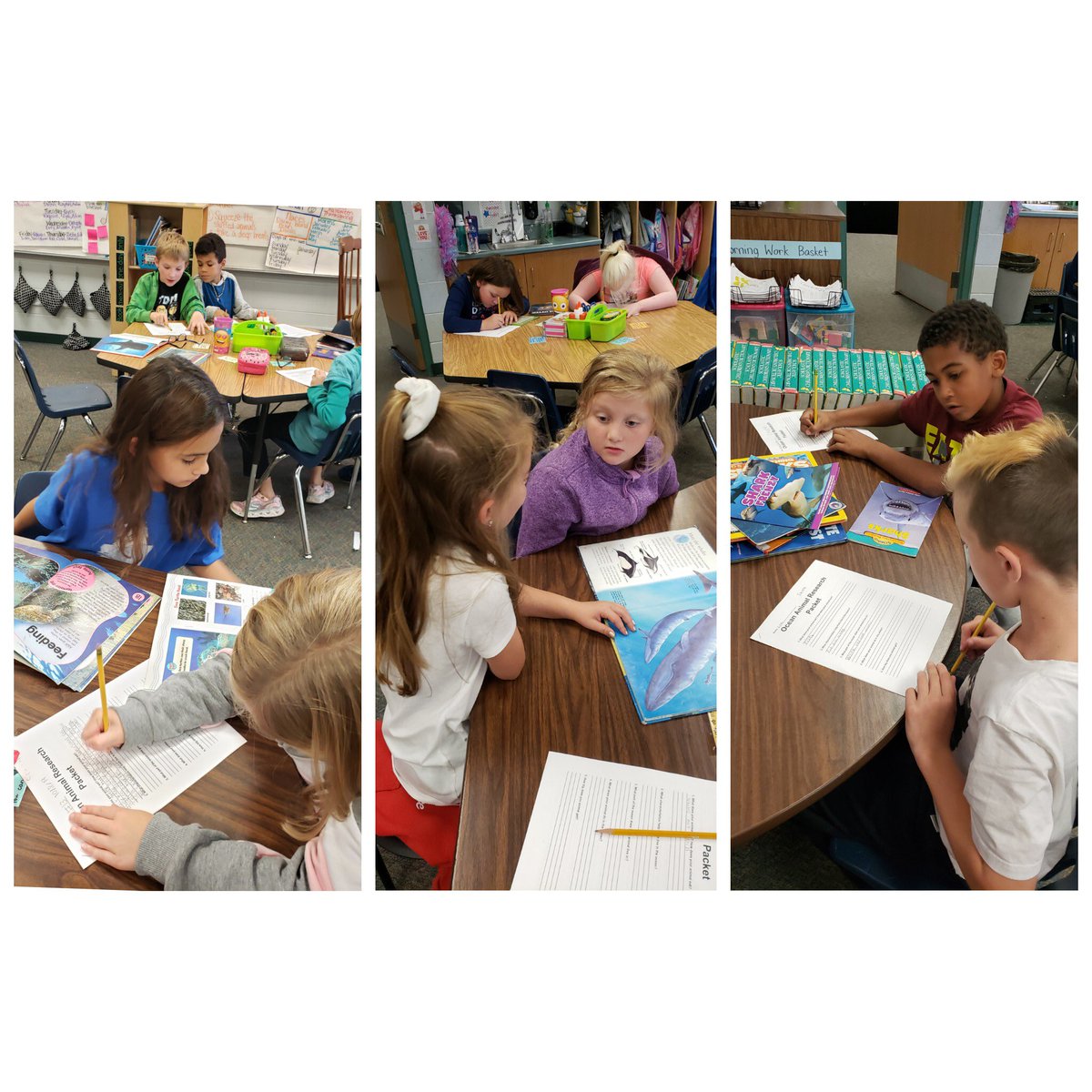 jeffersonpekin's tweet photo. Mrs. Timbrook &amp; Mrs. Mathis' classes started research workshop this week: ocean animals. #d108ourpurpose https://t.co/jWfIcva2eL