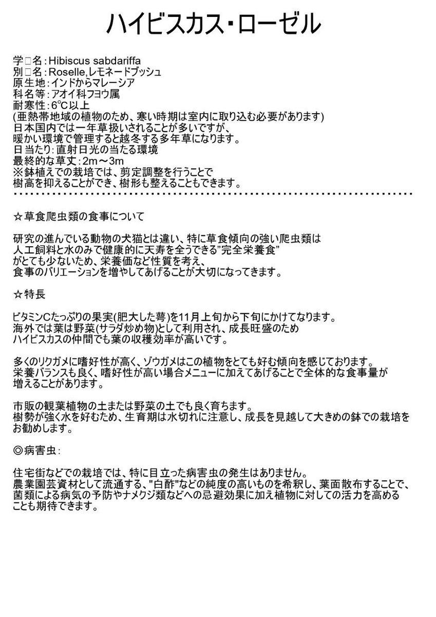 ユニークグリーン ユニークな植物生産者 ペットプランツその ハイビスカス ローゼル 海外では野菜としても利用され 霜には耐えませんが 収穫効率は良いです 嗜好性は高いようで リクガメちゃんたちにも好評をいただきました 農薬不使用でも害虫