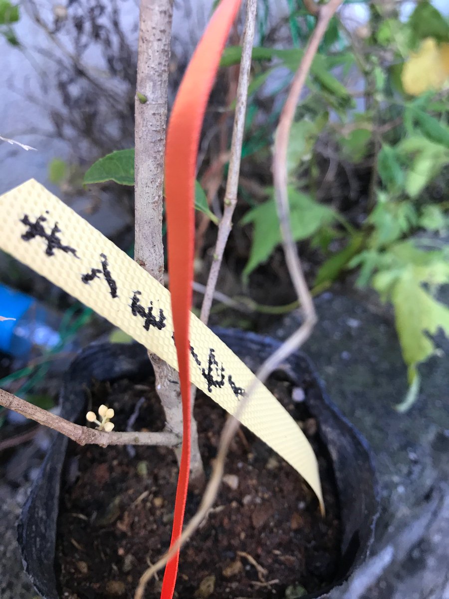 Middy昴 ヘッダーは自宅の山藤の草木染めの刀剣手ぬぐい 台風通過 秋が来た 我が本丸のリアル伯仲 銀木犀と金木犀に花芽がついた まだ若い樹なので 特付き前の刀剣男士くらいだから花芽は付かないと思ってました 台風一過 秋が来た 銀木犀 金木犀 Middy昴 ヘッダーは自宅の山藤の草木染めの刀剣手ぬぐい 台風通過 秋が来た 我が本丸のリアル伯仲 銀木犀と金木犀に花芽がついた まだ若い樹なので 特付き前の刀剣男士くらいだから花芽は付かないと思ってました 台風一過 秋が来た 銀木犀 金木犀