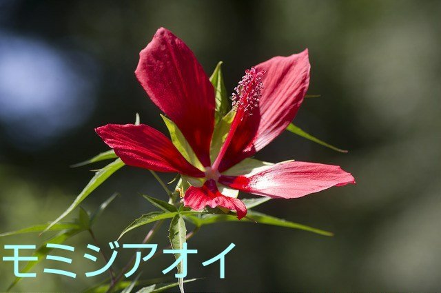 ট ইট র じん 今日のピックアップ ネリネ 花名の由来 英語では学名と同じ Nerine ネリネ と呼ばれます また 花に日が当たると宝石のようにキラキラと輝くことから Diamond Lily ダイヤモンドリリー とも呼ばれます 花好きな人と繋がりたい