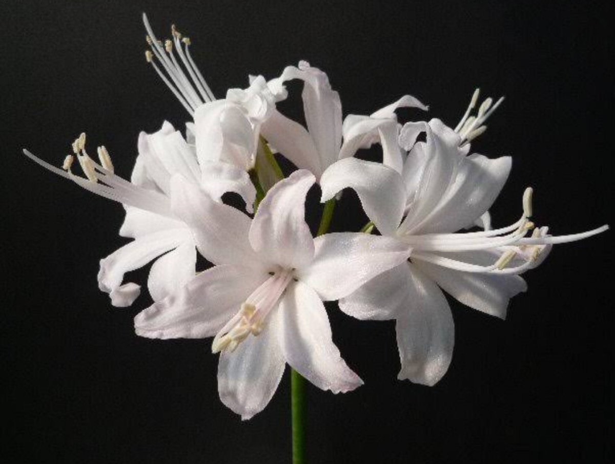 ট ইট র じん 今日のピックアップ ネリネ 花名の由来 英語では学名と同じ Nerine ネリネ と呼ばれます また 花に日が当たると宝石のようにキラキラと輝くことから Diamond Lily ダイヤモンドリリー とも呼ばれます 花好きな人と繋がりたい