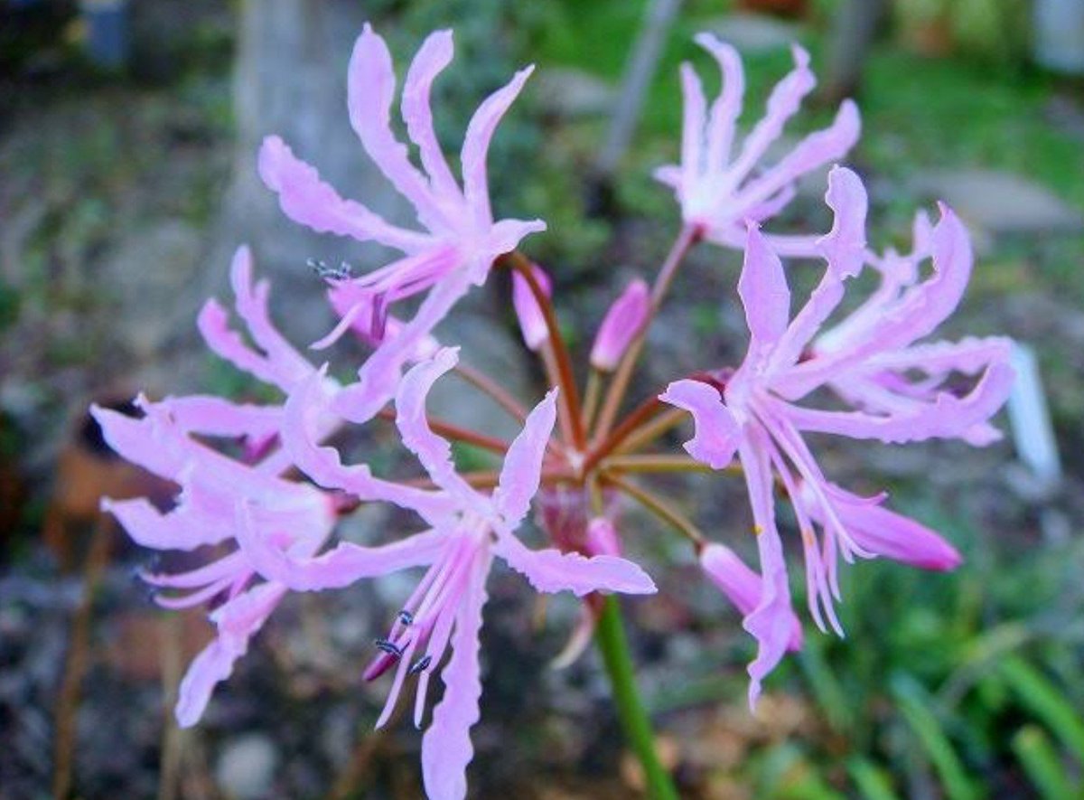 ট ইট র じん 今日のピックアップ ネリネ 花名の由来 英語では学名と同じ Nerine ネリネ と呼ばれます また 花に日が当たると宝石のようにキラキラと輝くことから Diamond Lily ダイヤモンドリリー とも呼ばれます 花好きな人と繋がりたい