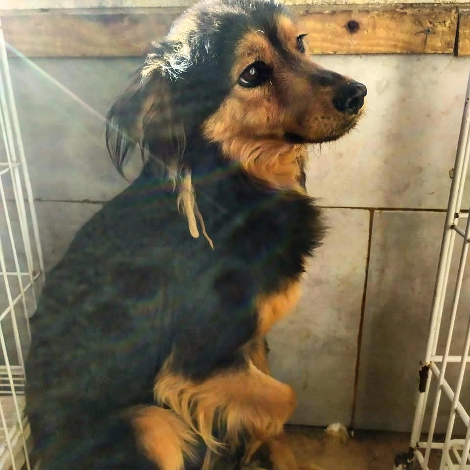 elcampito's tweet photo. Luisito sigue triste, pero poco a poco va entendiendo que ya no está solo.
Lo mimamos tanto que creemos que Luisito en poco tiempo va a entender que no tuvo la culpa de que lo hayan abandonado.
Dejale tu mensaje♥️
Seguro le llega! 
Para amadrinarlo👉https://t.co/Y9y739zRmv 🐾🙌 https://t.co/78blw2k54G