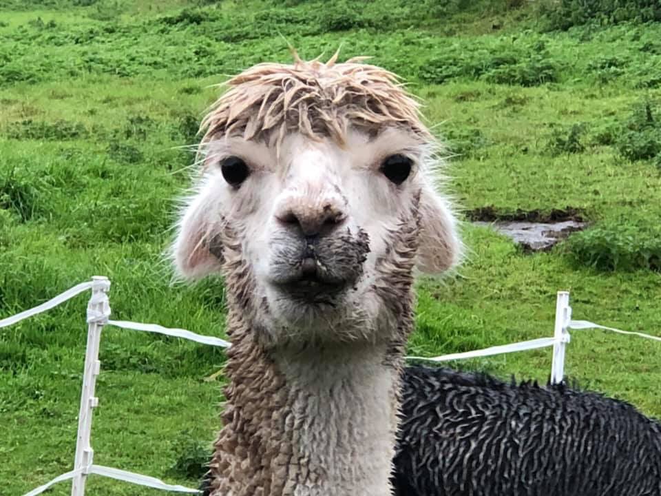 cheselalpacas's tweet photo. Bit wet and muddy today but we don’t really care !! #Dorset #alpacas #alpacalife #RainyDay #Southwest https://t.co/ybuwblPEGM