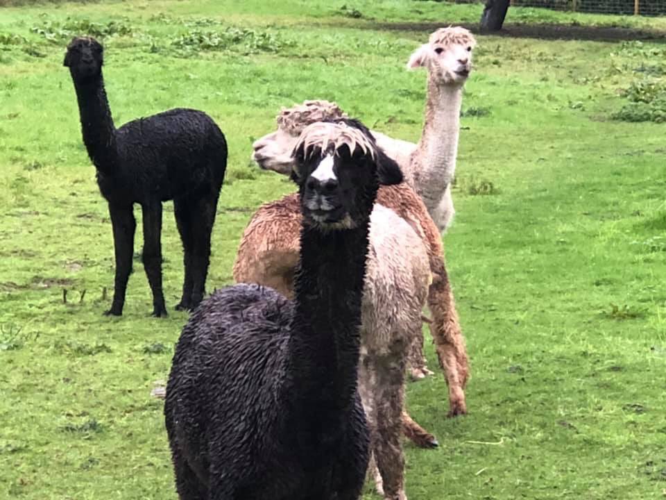 cheselalpacas's tweet photo. Bit wet and muddy today but we don’t really care !! #Dorset #alpacas #alpacalife #RainyDay #Southwest https://t.co/ybuwblPEGM