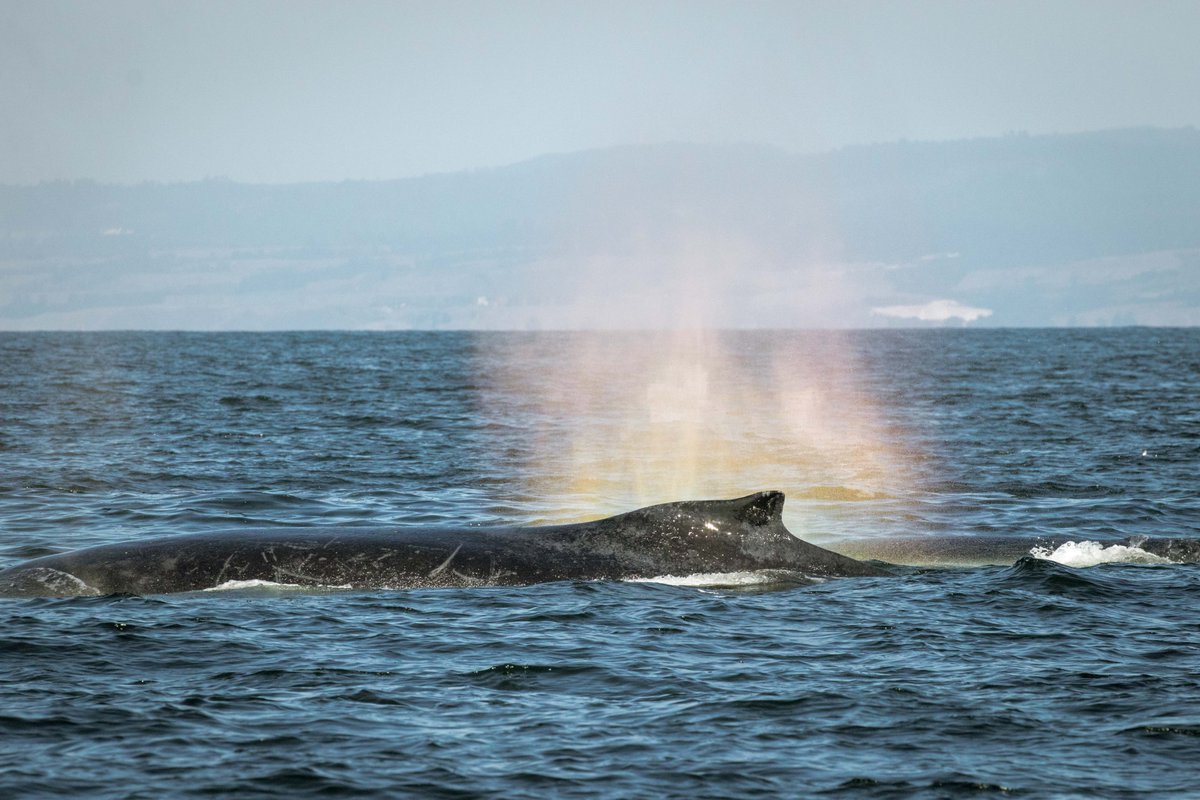 BEAUTIFUL day with no shortage of Humpback Whales and Risso's Dolphins. And we saw rain-blows! - wp.me/p8NNTN-hN