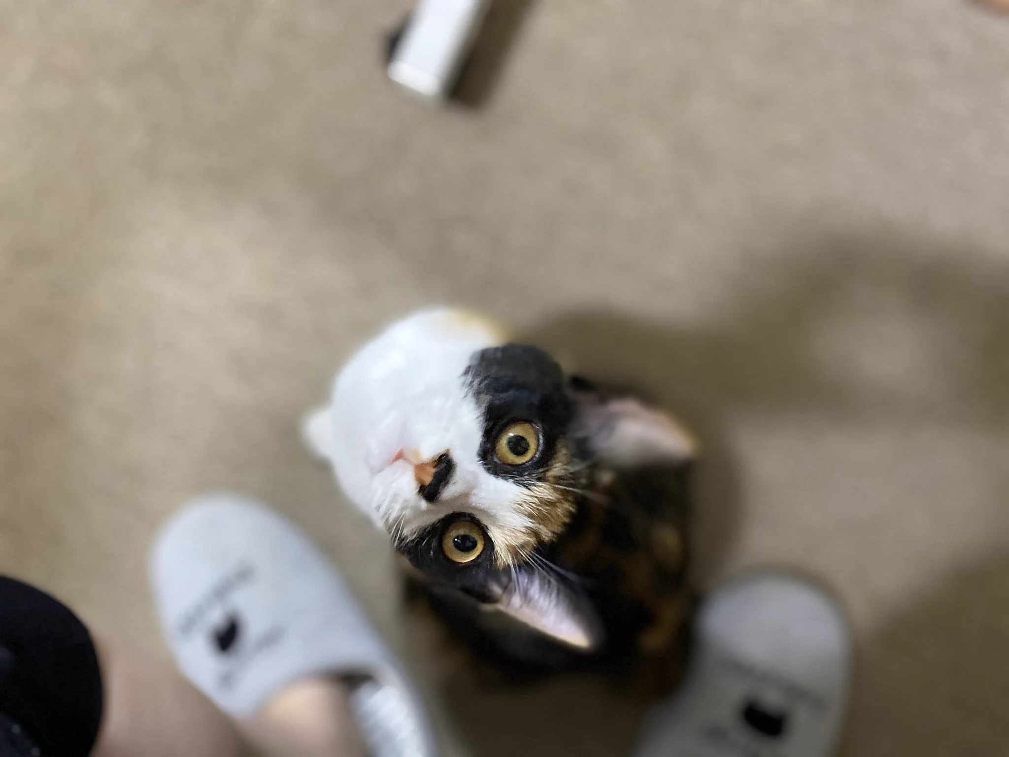 @HOMEALONe_ksk FF外から失礼します！
猫様可愛い！というのとうちの猫と毛並みが似てて親近感が湧いてしまいました😂✨✨
失礼しました🙏🏻🙌🏻 