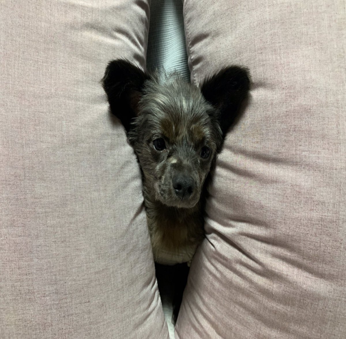 PAWINHAND_'s tweet photo. 입양되기전까지 구조해주시고 잘 돌봐주신 대전보호소분들께 진심으로 감사드립니다
그리고 이렇게 좋은인연 만들 수 있게 해준 포인핸드 정말정말 감사드립니다!!!

#포인핸드
#포인핸드입양후기
출처 포인핸드 스토리 https://t.co/dPmw5WMXEb