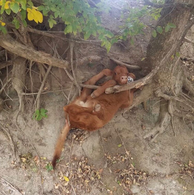 an accurate representation of me trying to get my life together: