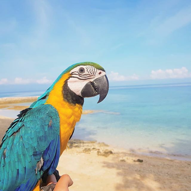 birdsofcebu's tweet photo. Iggy's first beach day!

Because he still needs to be cared for constantly and cannot be left alone just yet, he had to come with me to my trip down south.

Sunning your bird will make a world of difference to their feathers. To achieve those vibrant feathers make sure your … https://t.co/5glWAU4SlP