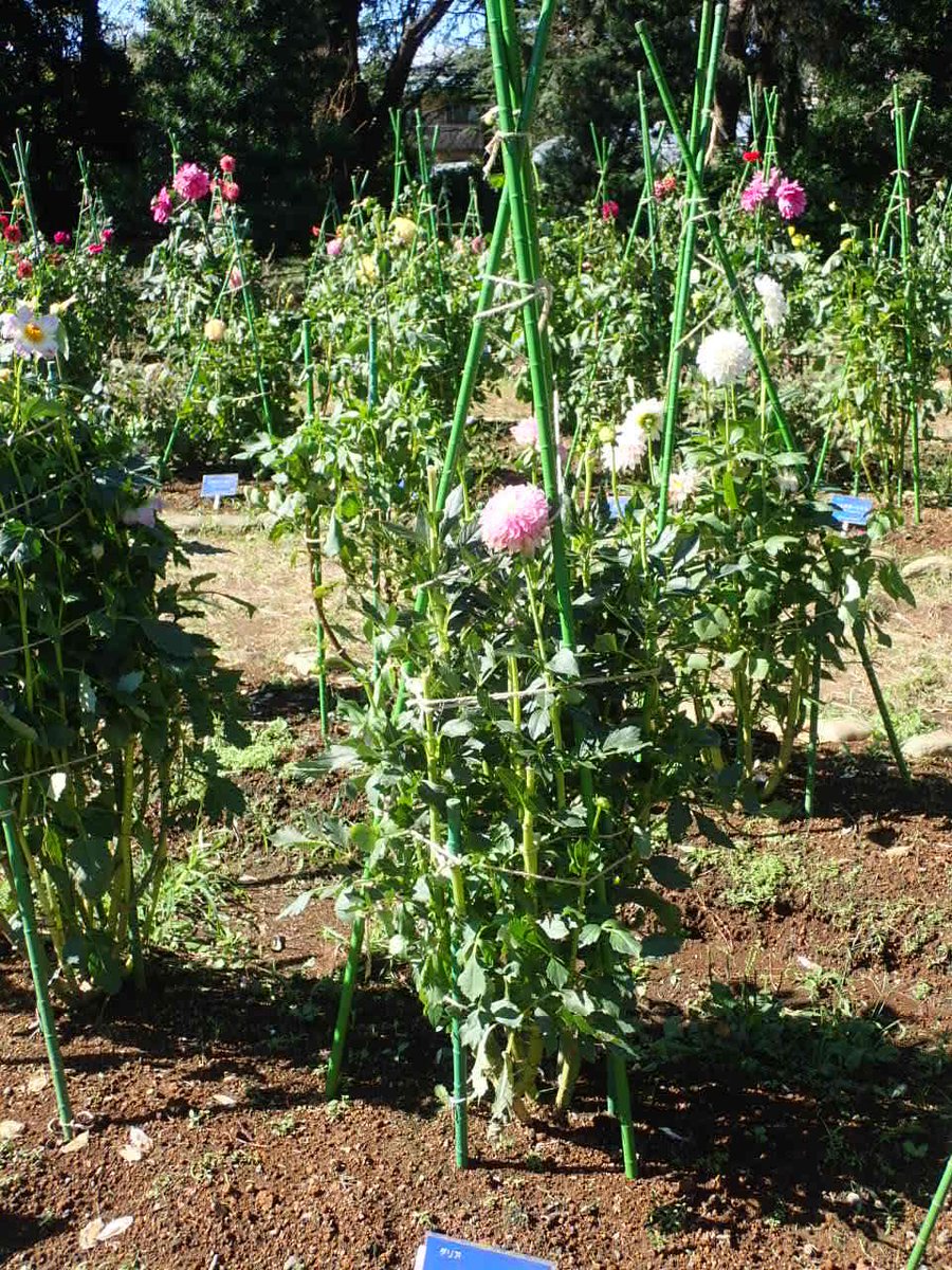 神代植物公園 ニュース בטוויטר スタッフより 園芸係 大型の台風19号も過ぎ去り 台風一過の青空 今日のダリア 園の様子です 事前に台風対策で支柱を付けたので 今回は被害が軽微 様々な色 花型のダリアの花を楽しむことができます ダリアの花は まだまだ