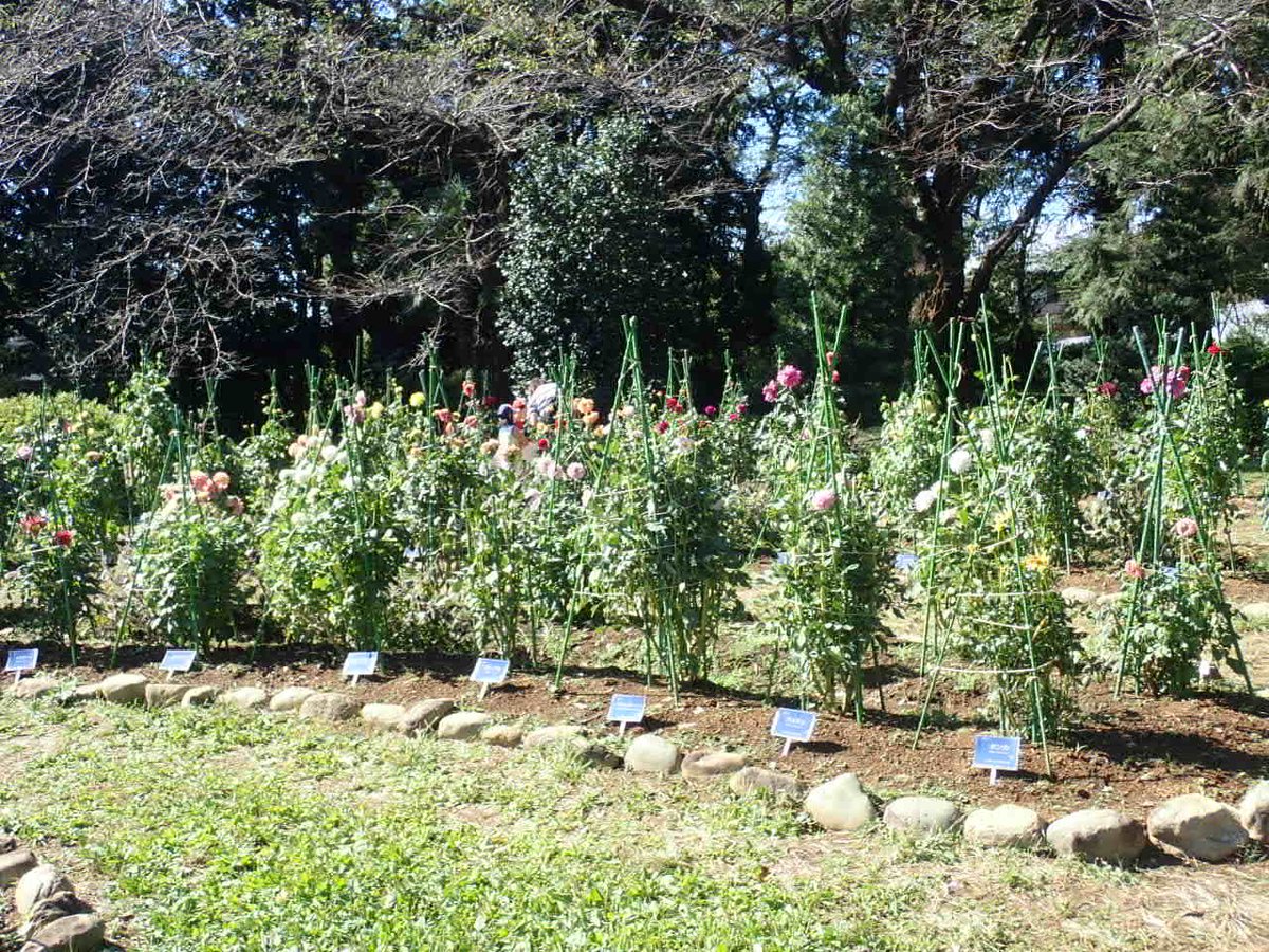 神代植物公園 ニュース בטוויטר スタッフより 園芸係 大型の台風19号も過ぎ去り 台風一過の青空 今日のダリア 園の様子です 事前に台風対策で支柱を付けたので 今回は被害が軽微 様々な色 花型のダリアの花を楽しむことができます ダリアの花は まだまだ