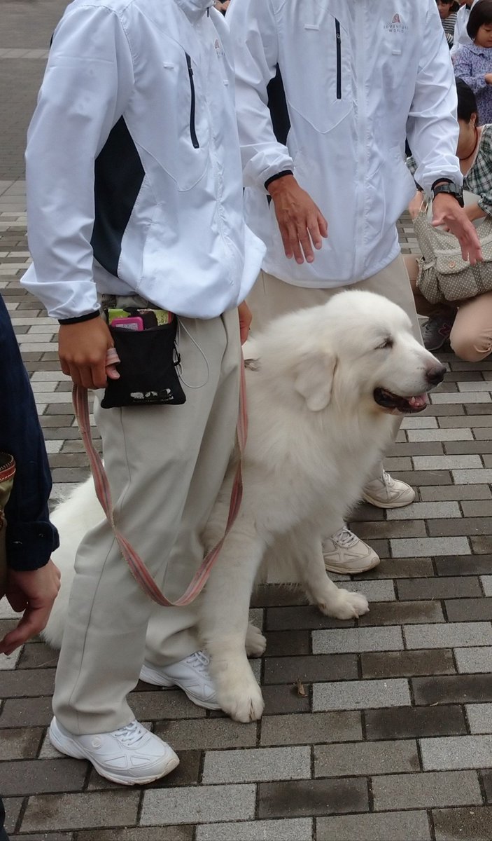 Z37971692's tweet image. アドベンチャーブース今年もかわいい～ #アドベンチャーワールド  #Asiaweek