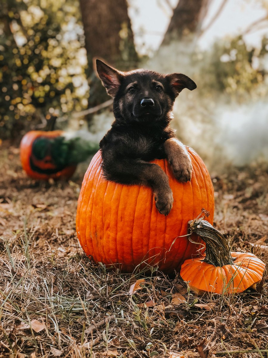 avvalencia_'s tweet photo. took some spooky pics of my pupper 👻 
IG: @ themountainears https://t.co/qsqS0mlwk2