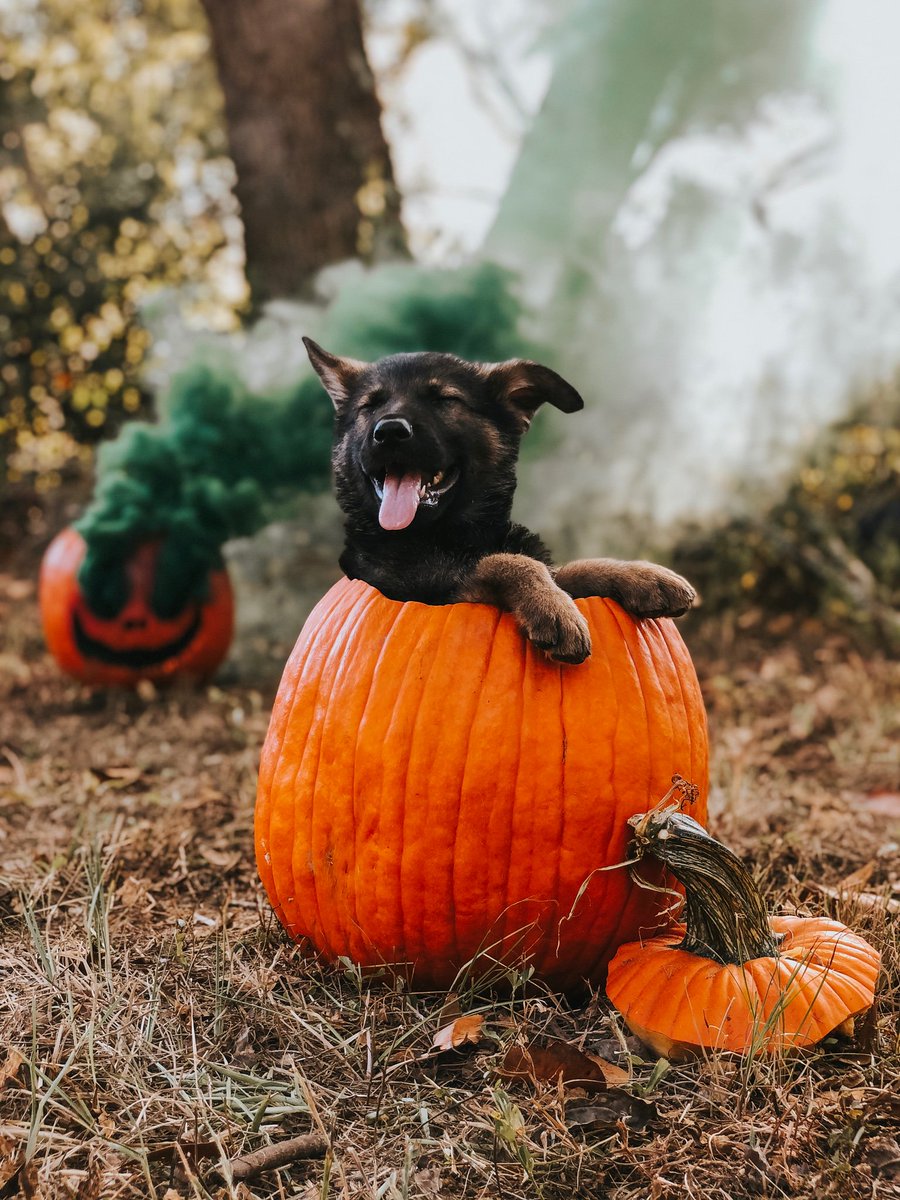 avvalencia_'s tweet photo. took some spooky pics of my pupper 👻 
IG: @ themountainears https://t.co/qsqS0mlwk2