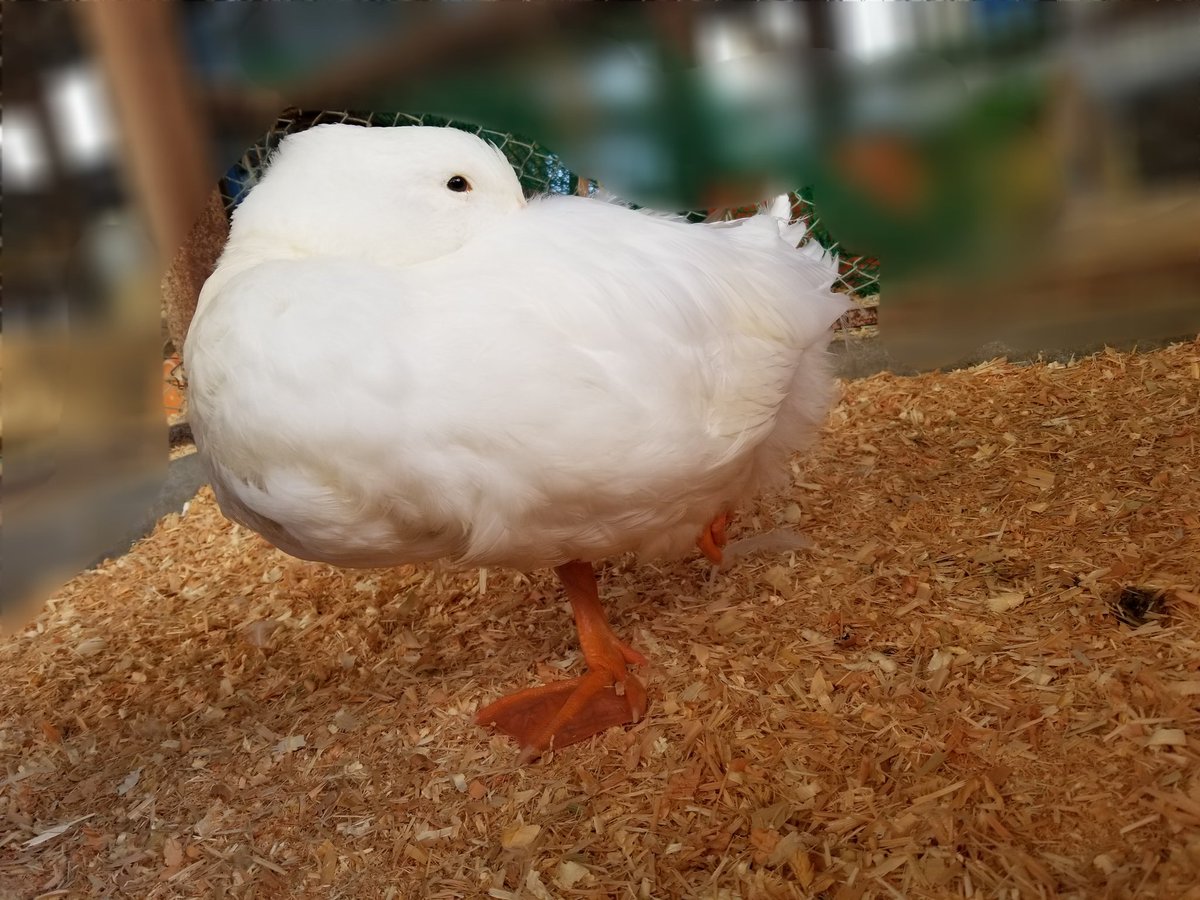 serapi_dack's tweet photo. 久しぶりの投稿になりました！😅やえちゃんの片足立ちの睡眠...( ˇωˇ ) フラミンゴみたいでかわいい...（笑）
#ダックセラピー #アヒル #かわいい #お昼寝
#鳥 #水鳥 #おやすみ #ダック https://t.co/yRDl8GNyOU
