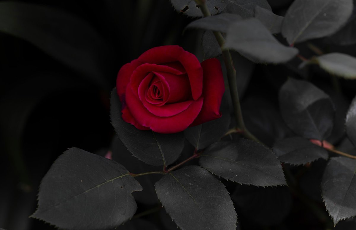 MarkFullerPhot1's tweet photo. Red on a grey day. #roses #rose #Flowers #red #gardens #guildford #surrey #canon @GuildfordTIC @VisitSurrey @WeLoveGuildford @GuildfordnBloom #getacab @CarsGuildford #taxi @CanonUKandIE @canonwatch @CanonEMEApro https://t.co/G8WR7tc9FM
