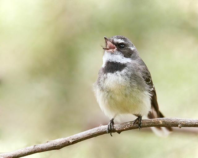 Grey Fantail singing
.
.
.
#bird #fantail #greyfantail #australia #nature #birdphotography #cute #singing #songbird #nikon #nikond500 #sigma #sigma150600sports #visitvictoria #visitwarburton ift.tt/2VBvq2h