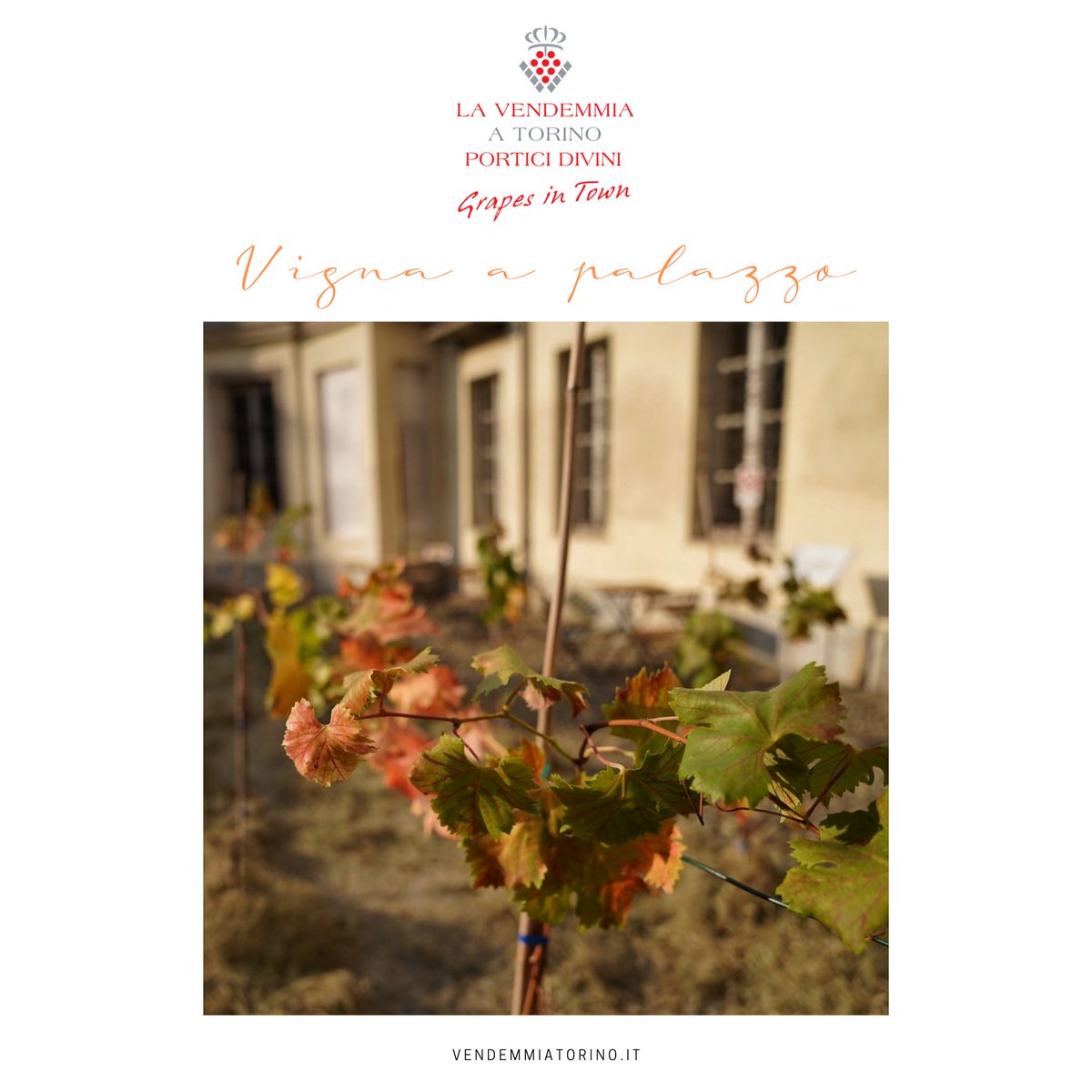 Vendemmia a Torino - Grapes in Town tweet media