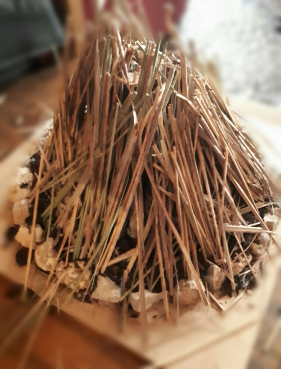 Susana Mendieta tweet media