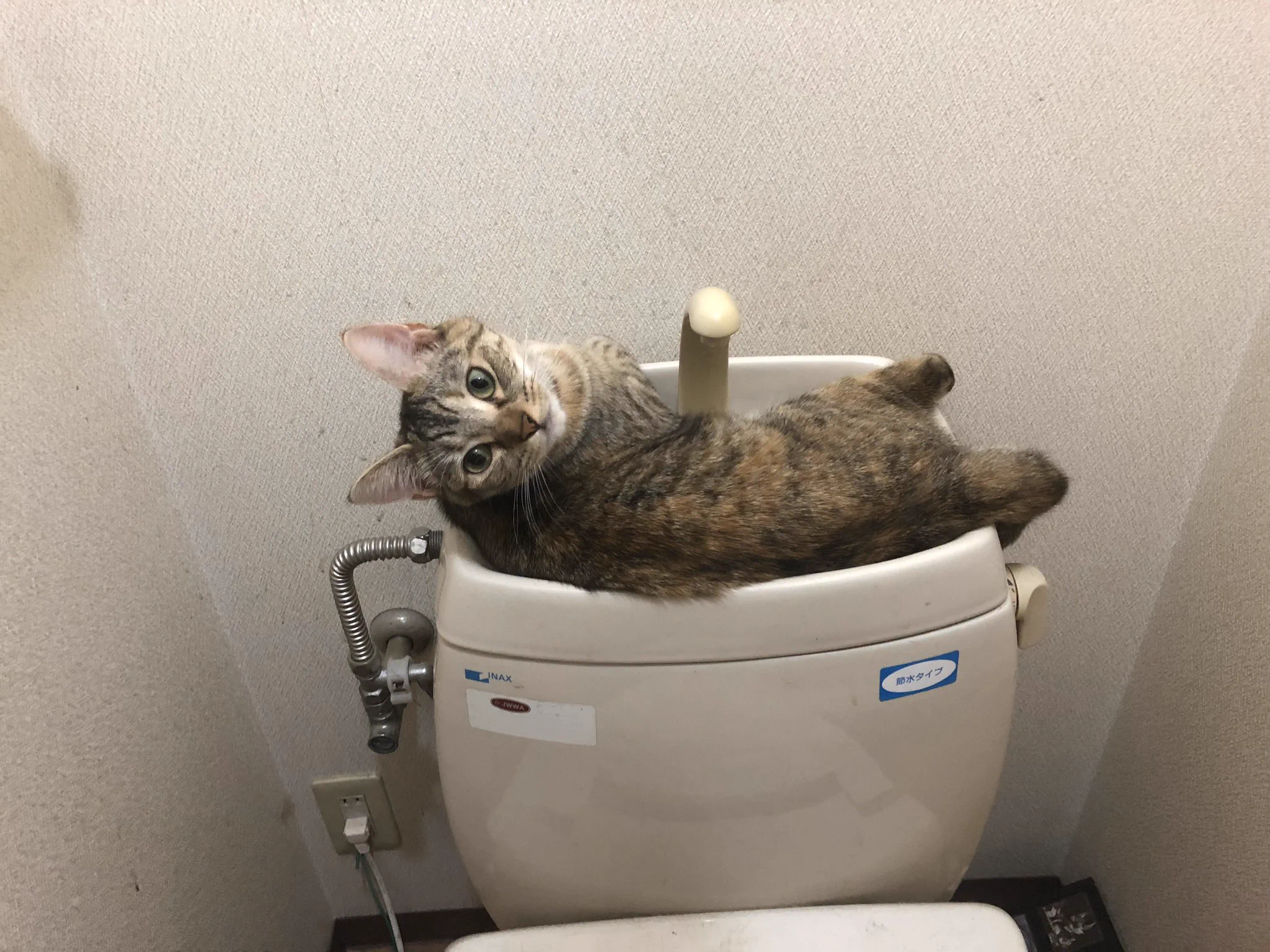 @hidekiccan うちの場合、出待ちでなく、一緒にトイレにもいますw 