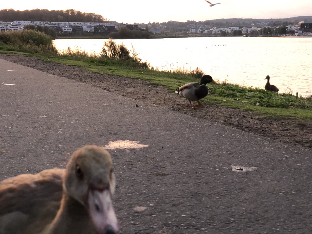 AMJ_Dortmund's tweet photo. Das Szenario für den heutigen Charity Walk &amp; Run am Phoenixsee in Dortmund https://t.co/paDSsozJCn