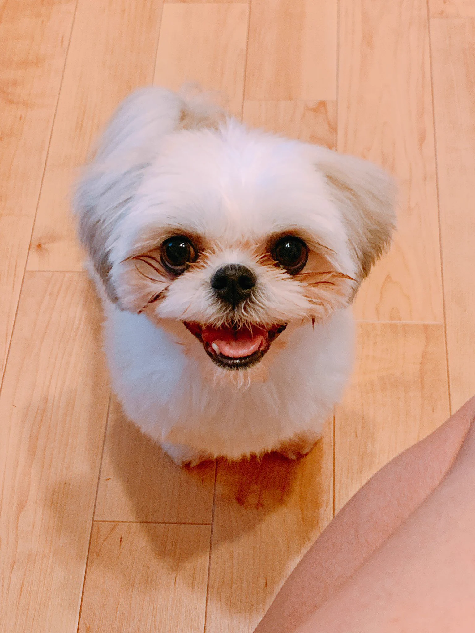 @hidekiccan 犬あるあるですね🤤💕💕💕　うちのこもトイレまでついてきてドア閉めると泣き続けるから開けっ放しで用をたすとゆー💦💦💦🤣🤣🤣　風呂上がりもドア付近で包まって待っててくれてます🤣　分離不安定で、、、😭😭😭 