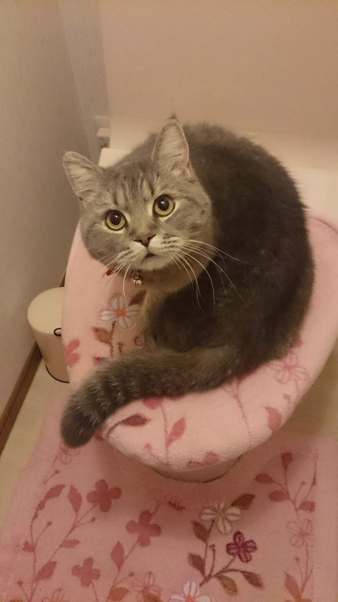@hidekiccan うちの実家の猫ちゃんはトイレに入ると入ってきてなでなでしてーと甘えてきます(゜∀゜)アヒャ トイレに集中出来ませんｗ 