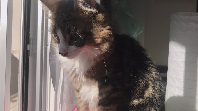 コスプレイヤー切切キリコのTwitter画像84