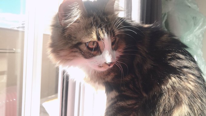 コスプレイヤー切切キリコのTwitter画像85