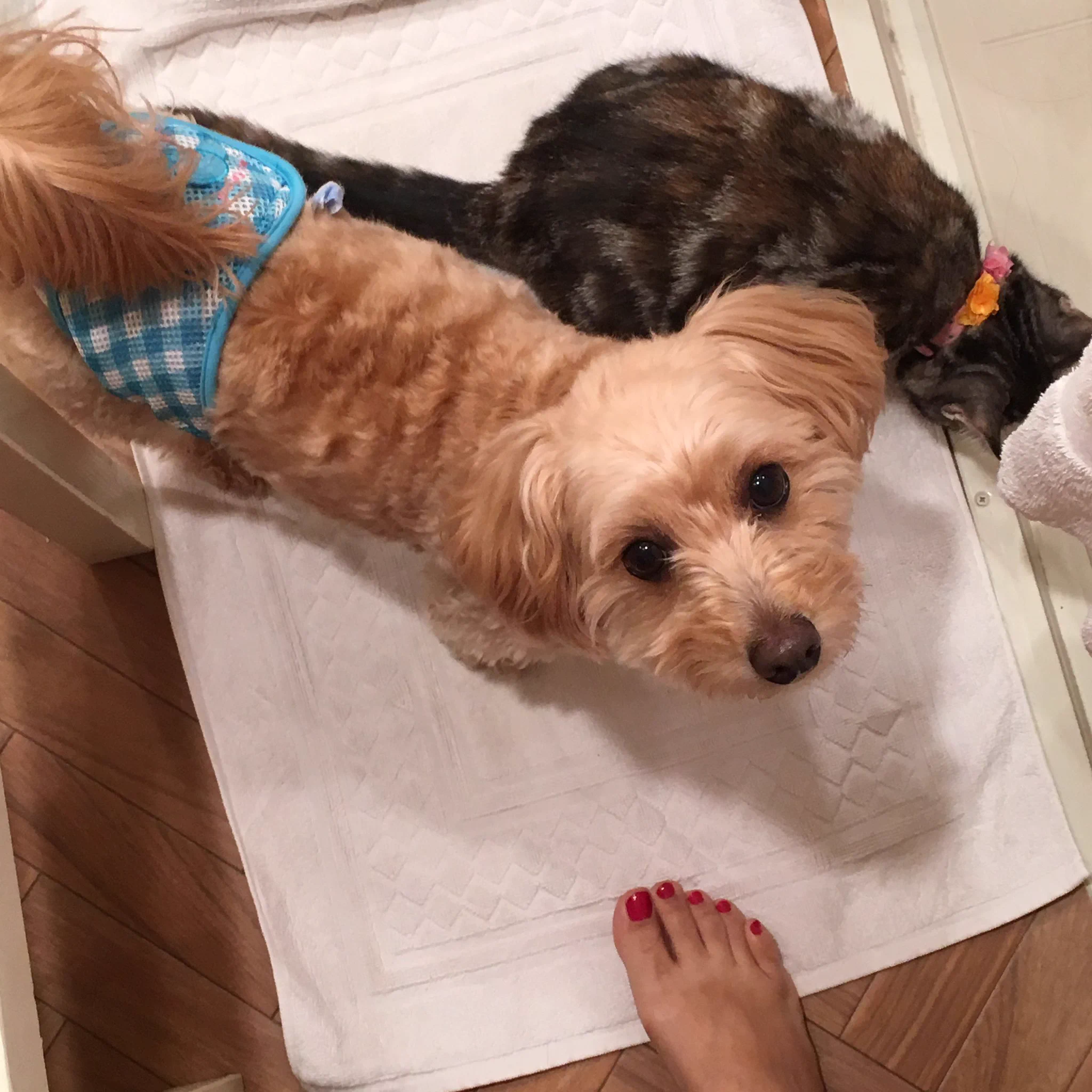 @hidekiccan うちも🐶😽がいます。
両者とも御不浄、お風呂出待ち態勢万全です。
ドアを開けると、夜のコンビニ前にたむろす不良みたいに座ってたり寝そべってたり。 
