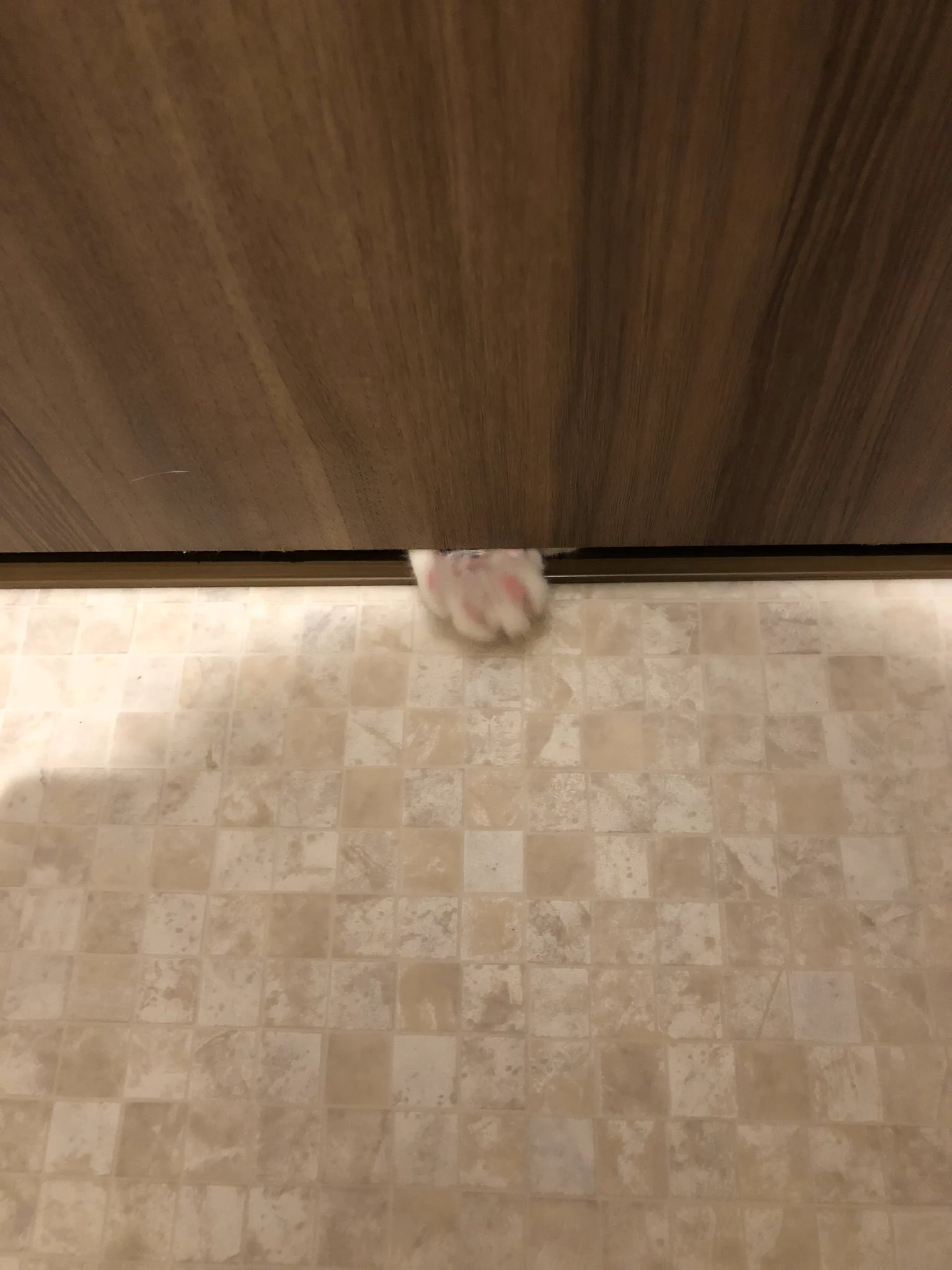 @hidekiccan うちの猫はドア下からオテテを入れ、トイレを開けて入ってきます 