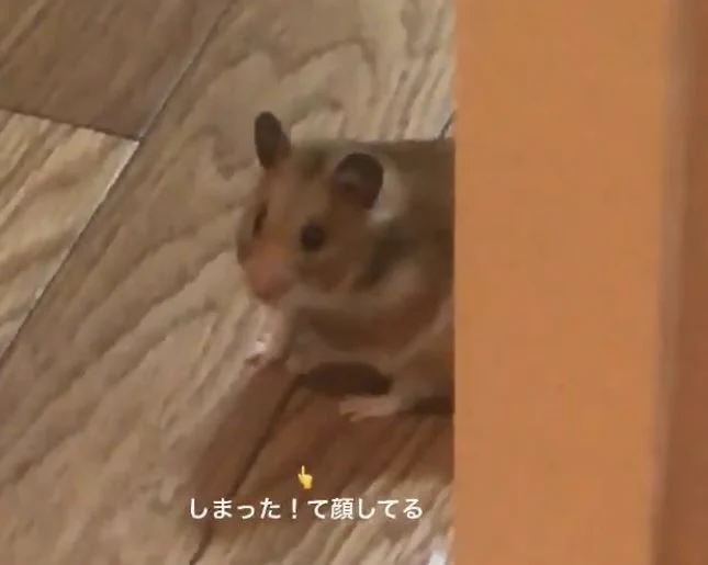 @reiwa_mofumofu 我が家のハムが脱走してたまたま遠巻きで見つけたときと同じ顔してますねえ… 