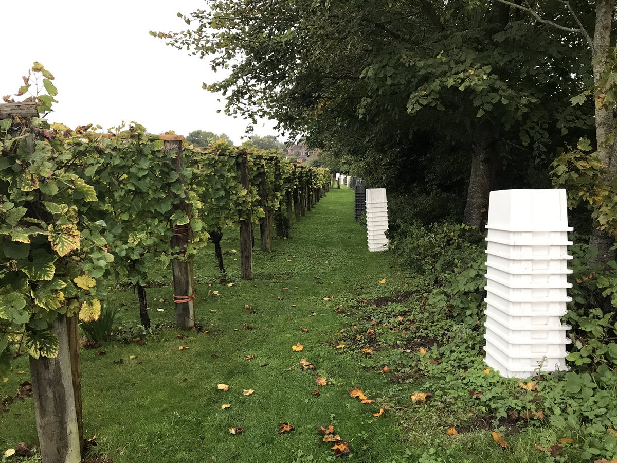 Vendage 2019 about to commence! #AlbourneVineyard