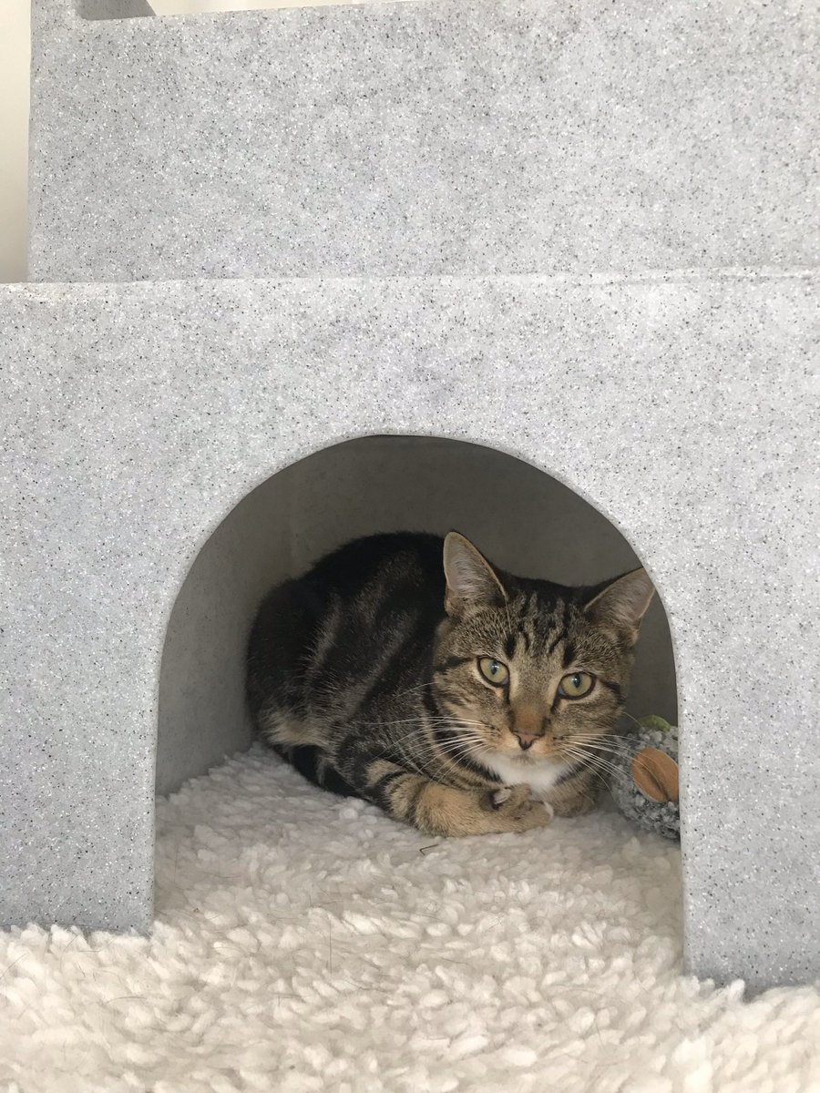 Did you spot Percy’s extra toe in this photo?
He’s a polydactyl so needs regular check ups to make sure his claws don’t grow inwards
A shy gentle young cat he’s a bit special 💙
Looks like someone else has fallen for him too he was reserved yesterday👏🏻👏🏻 #catboxsunday #rescuecat
