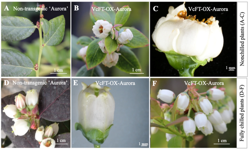 VcFT-induced mobile florigenic signals in transgenic and transgrafted blueberries (Song et al., 2019) #PlantSci buff.ly/2VAqvyp