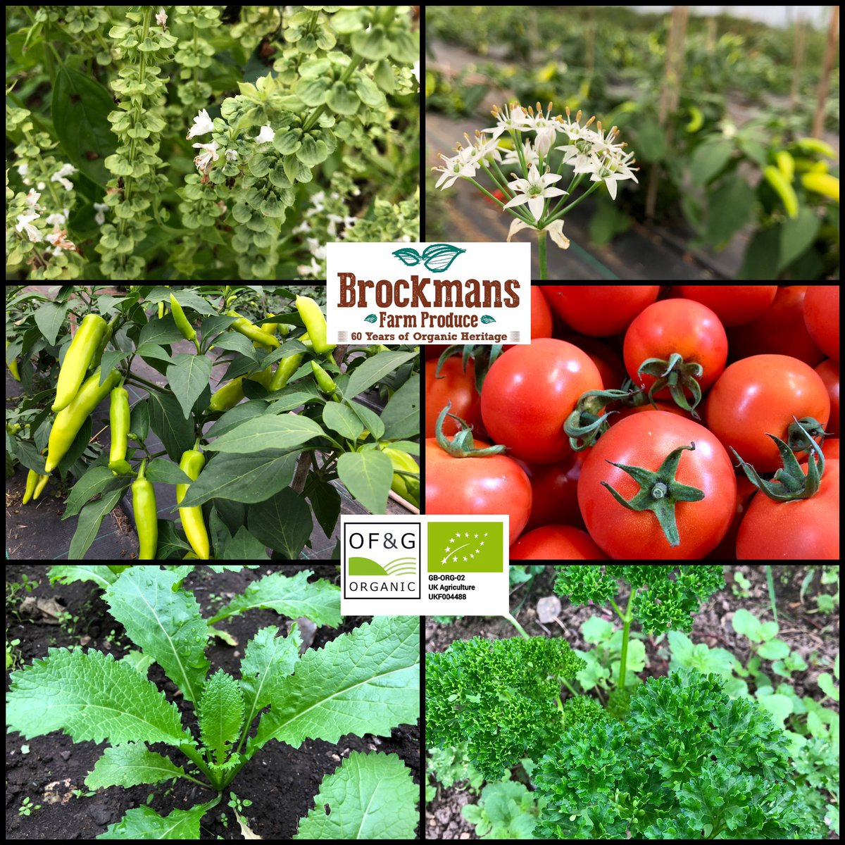 Brockmans Farm Produce
60 Years of Organic Heritage.
Kents First Organic and Biodynamic Farm. Growing and Supplying  Specialist Organic Heritage and Wild Produce.
#farm #Kent #London #vegetables #Brockmans #greens #fresh #organic #biodynamic #perrycourt #perrycourtfarm #fruits