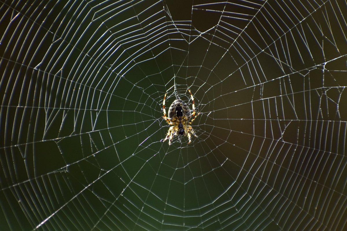 Tracking_Signs's tweet photo. Good morning #Twitter βοΈ
Halloween at the end of the month πΈοΈ
So here is Common Garden/Cross Orb-Weaver spiderπ·οΈ
Have a great Sunday π€ππ
#Spiders #CommonGarden #CrossOrbWeaver #Nature #Photography #NaturePhotography #WildlifePhotography #TwitterNatureCommunity #Widlife https://t.co/jW3L0qqXCW