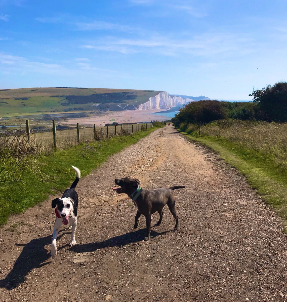 FriendlyStaffy's tweet photo. Following a bit of misinformation of the staffy hating variety yesterday, here’s some assurance that staffies definitely aren’t interested in “ripping small dogs apart”. Glad we cleared that up.
Have a wonderful Sunday 🐾💜 https://t.co/g1cZKoOB2j