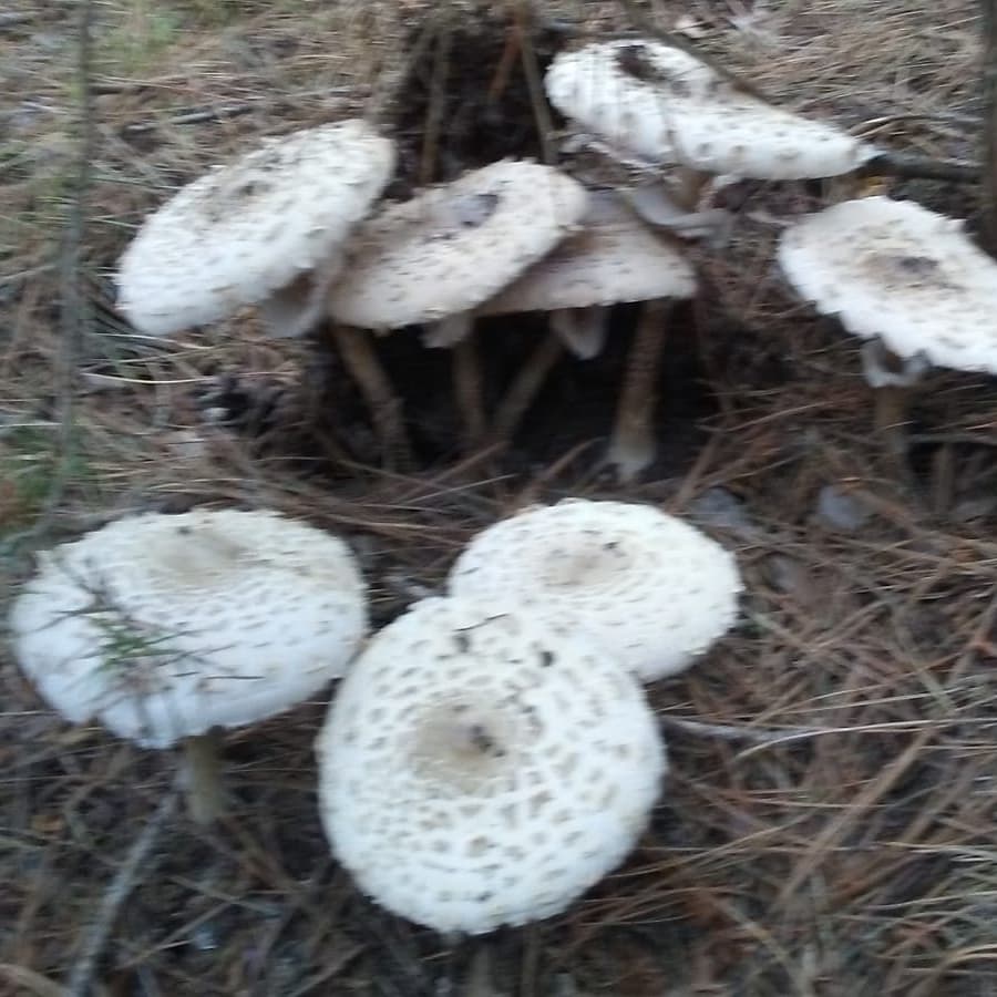 boletairescat's tweet photo. Sembla una plantació d'apagallums!!!

#boletaires #bolets #boletairescat #apagallums #parasol #macrolepiota #macrolepiotaprocera #setas #mushrooms https://t.co/DvT2hQZAzq