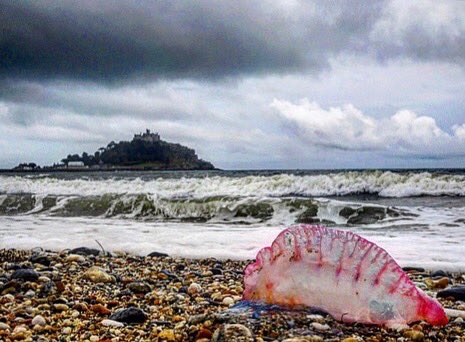 #portuguesemanowar washing up with the onshore winds on Cornwall’s north and south coast again 👌#hydrozoanes #notjellyfish #Cornwall <a href="/ntmichaelsmount/">St Michael's Mount</a>