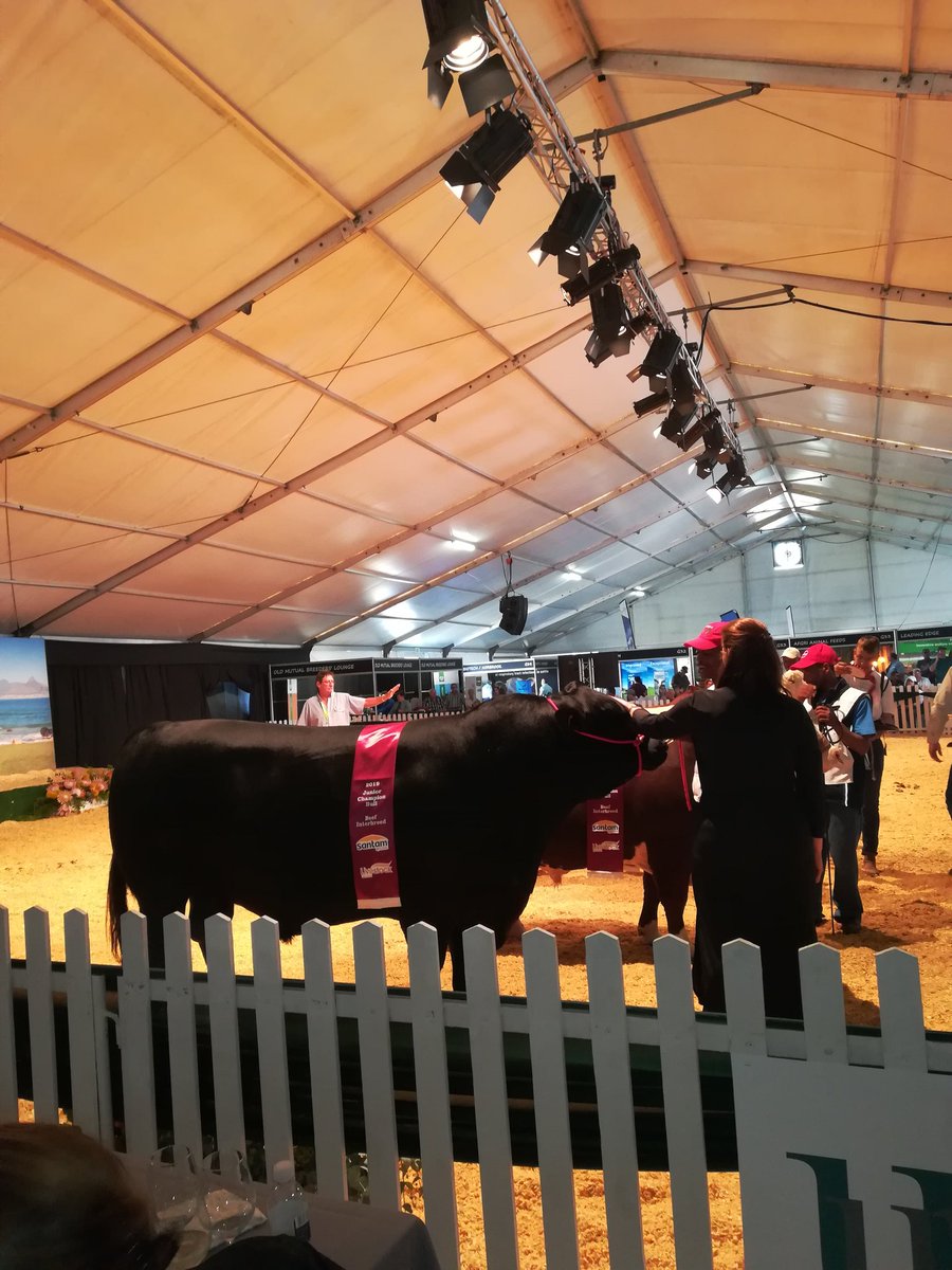 Some pics from the <a href="/grootplaasproe/">Die Groot Plaasproe</a>, on today at Sandringham near Stellenboch #CapeTown. Tickets at <a href="/Computicket/">Computicket</a>