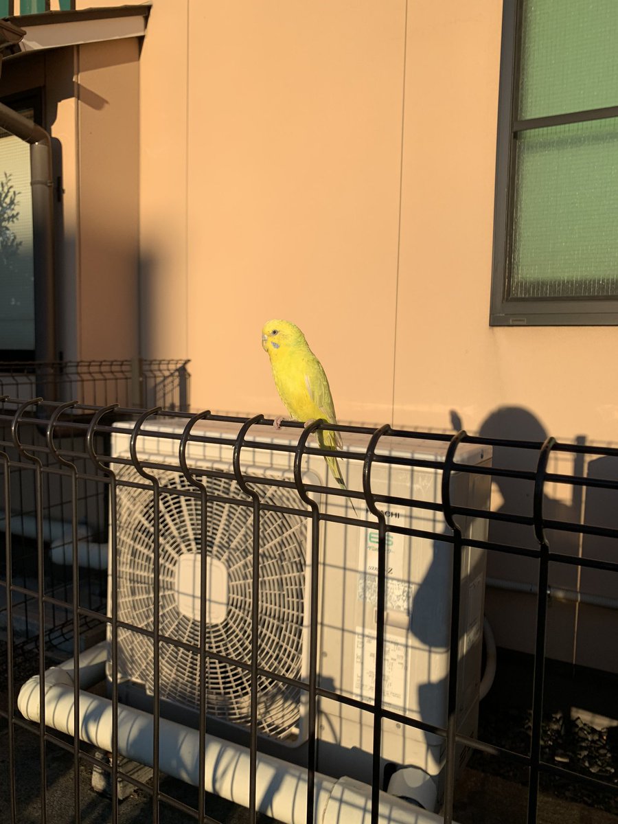 とぅす On Twitter 佐倉の爆弾ハンバーグ屋さん外にいたインコ 置物かと思った