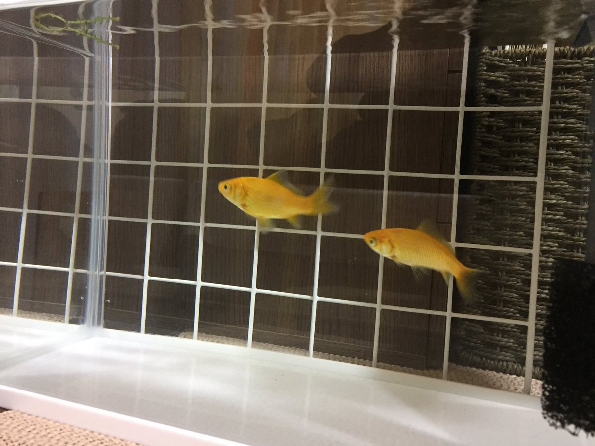 金魚あるある Hashtag V Twitter