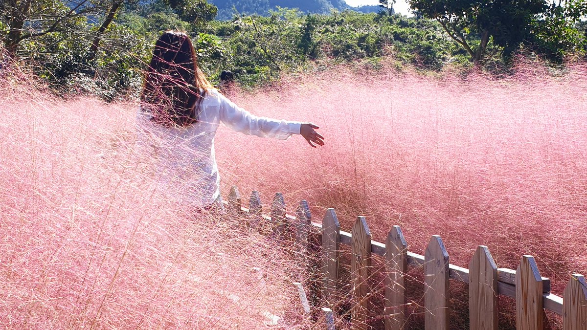 picasso_park's tweet photo. 분홍색 솜사탕...
#제주도 #가을 #핑크뮬리 #서양갈대 #pink #분홍 #빛 #jejudo https://t.co/Ivm4zEoss6