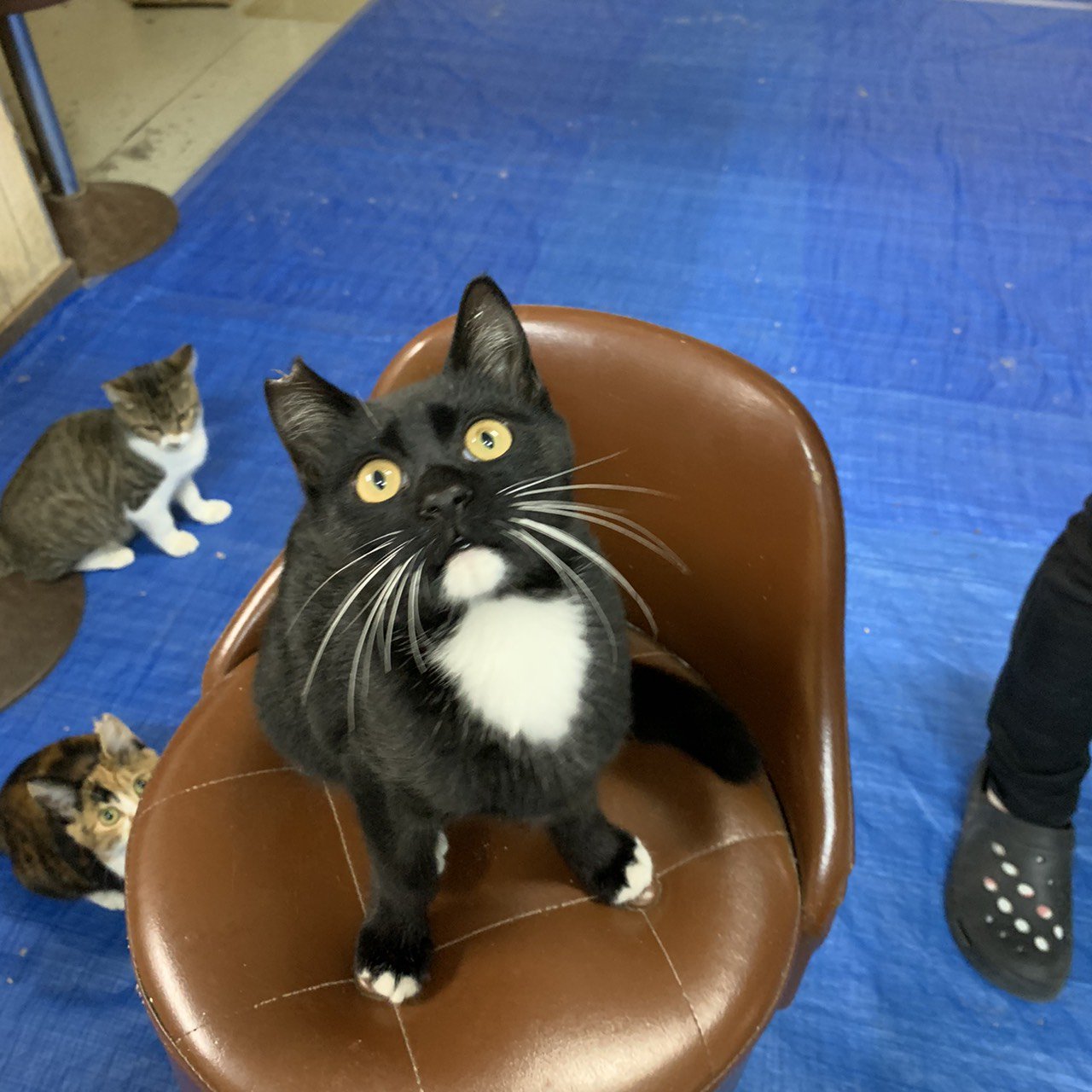 門別競馬場猫 Tnrプロジェクト Mrttnrpj Twitter