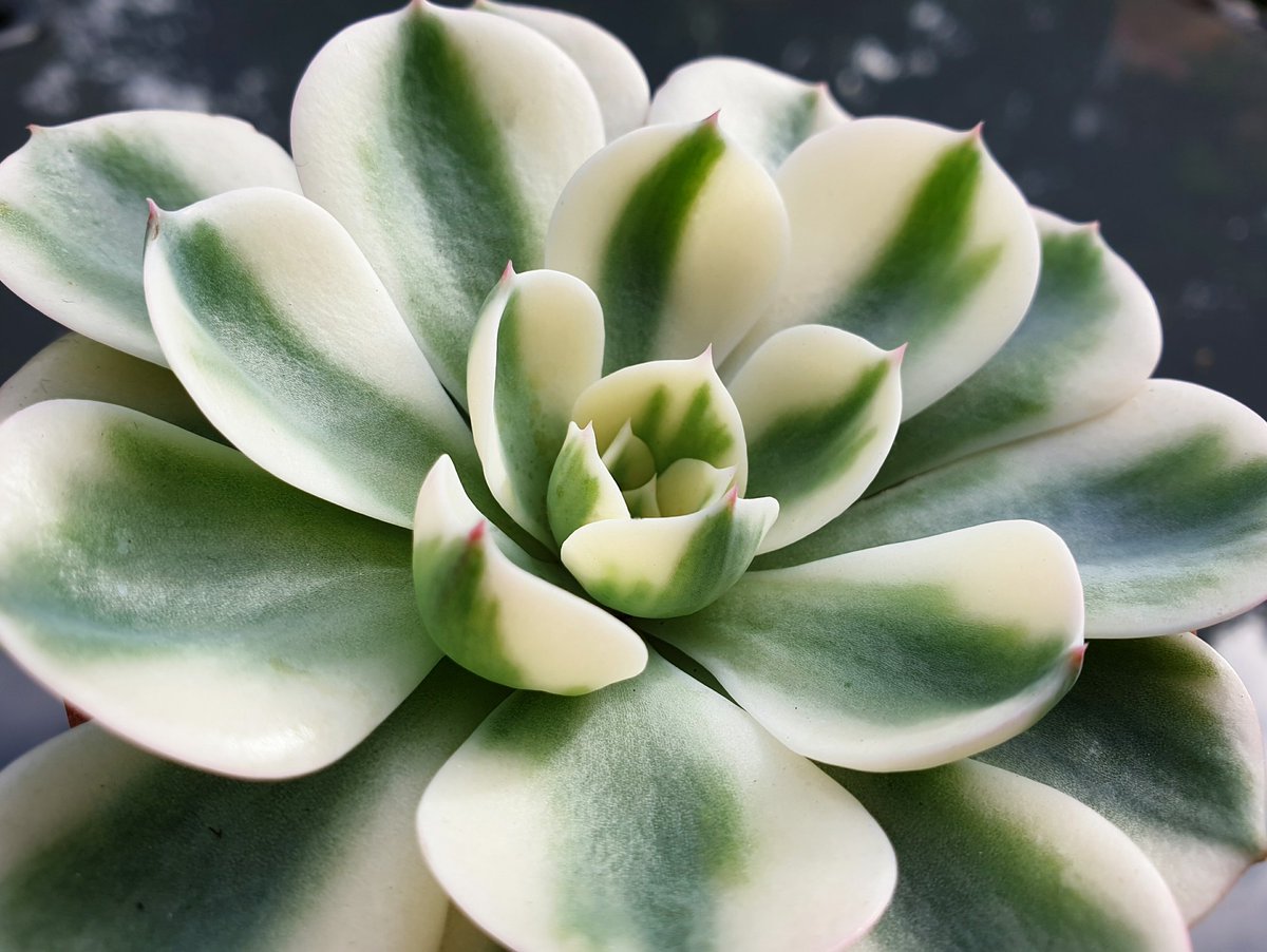 Echeveria secunda var. glauca 'Compton Carousel' is a bit of a mouthful but you can call it hen and chickens. From <a href="/PictonGarden/">Helen Picton</a>