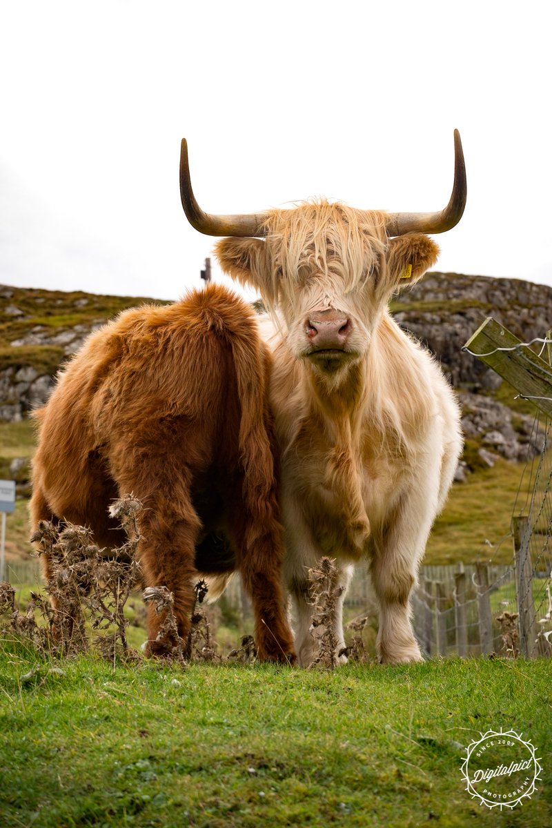 johnnygeee's tweet photo. The humble Heelan' Coo and Calf at Clachtoll, #Assynt, #Sutherland, #Scotland. 

#VisitScotland #HighlandCow #mooo #photography https://t.co/xOol9SOE0h