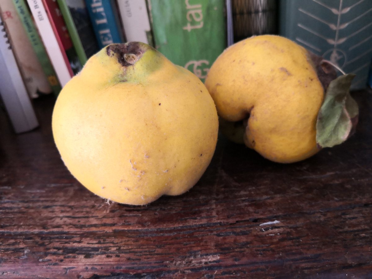 solegomis's tweet image. Quan torni, la casa farà una altre olor, un lleu perfum dolç, gràcies a ells.
#codonys #Tardor