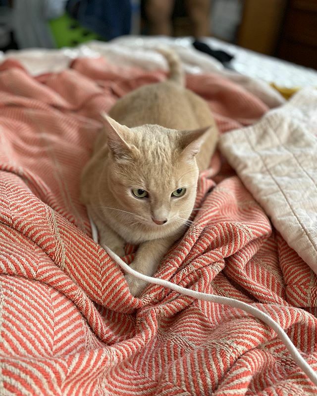 pete_here's tweet photo. We’ve gone fishing for Junebugs this morning! 🐱🐠
.
.
.

#junebug #meow #purr #catsofinstagram #kitty #cat #catstagram #cute #pittsburgh #pittspurrgh #play #sundayfunday https://t.co/2OQfQPKM4T